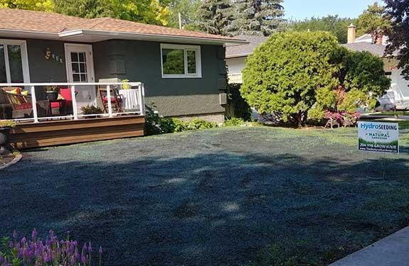 Photo of front lawn on a sunny day with a coat of the hydroseeding mixture